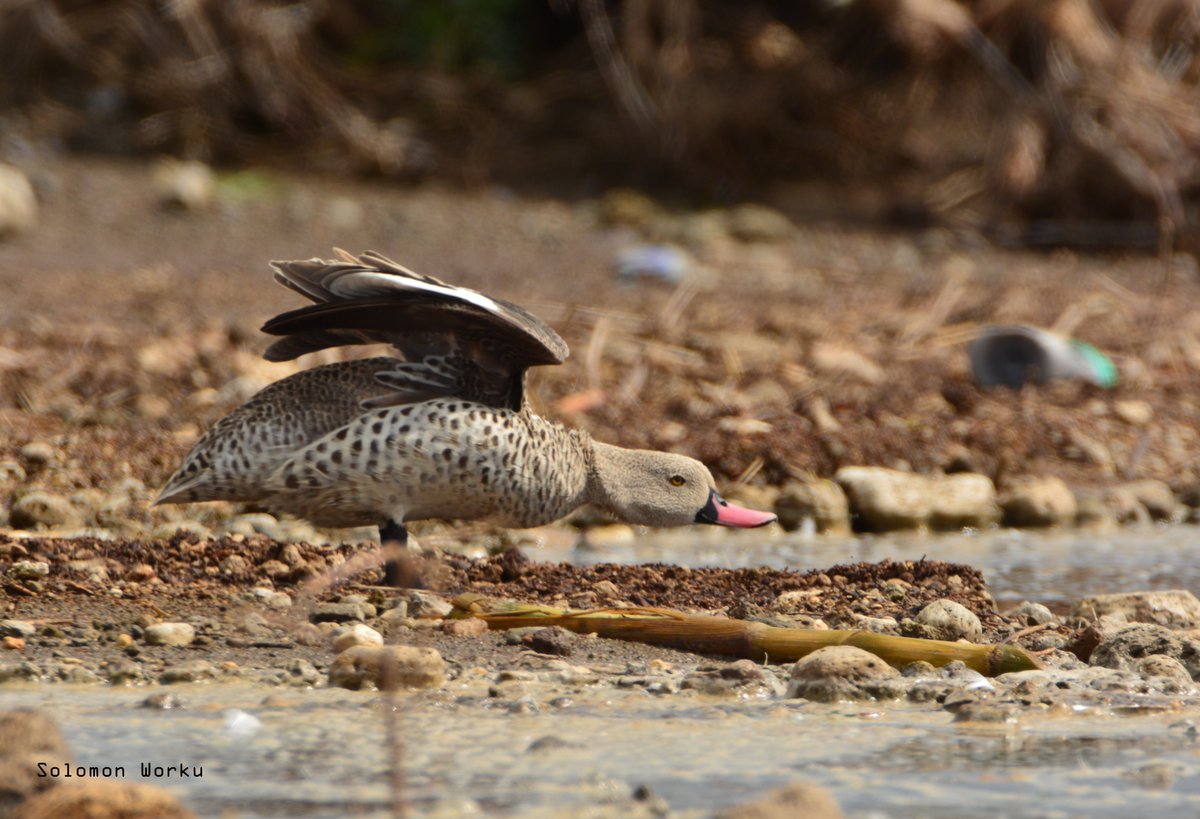 solwors's tweet photo. Cape Teal - Cape Wigeons

Lake Shalla, Abijata-Shalla Lakes National Park
Mostly found around shallow saline lakes, saline pools, rivers, and seasonally flooded wetlands. 
#wildlifephotography
#birdphotography
#birdwatching https://t.co/qvpMbJdWM6