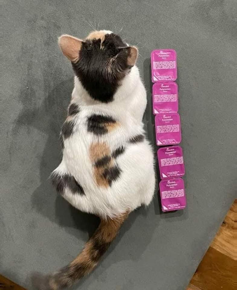 Important : le chaton qui mesurait 2 sauces fait maintenant 5 sauces