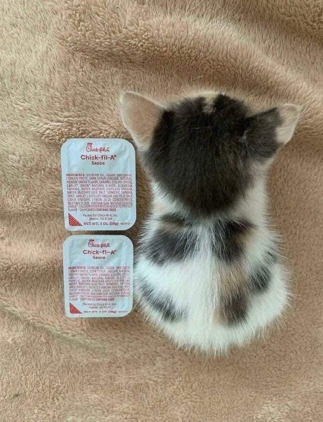 rousp's tweet photo. Important : le chaton qui mesurait 2 sauces fait maintenant 5 sauces https://t.co/4q37kprwZ1