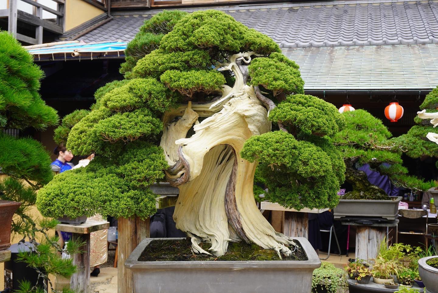 春花園bonsai美術館 Twitter Search Twitter