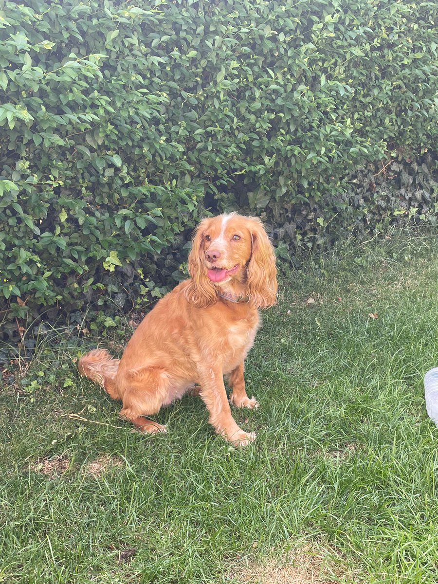 book_ward's tweet photo. @SjamaanN Truffle or praline 😍 meet Reese https://t.co/DzqE3LZrYA