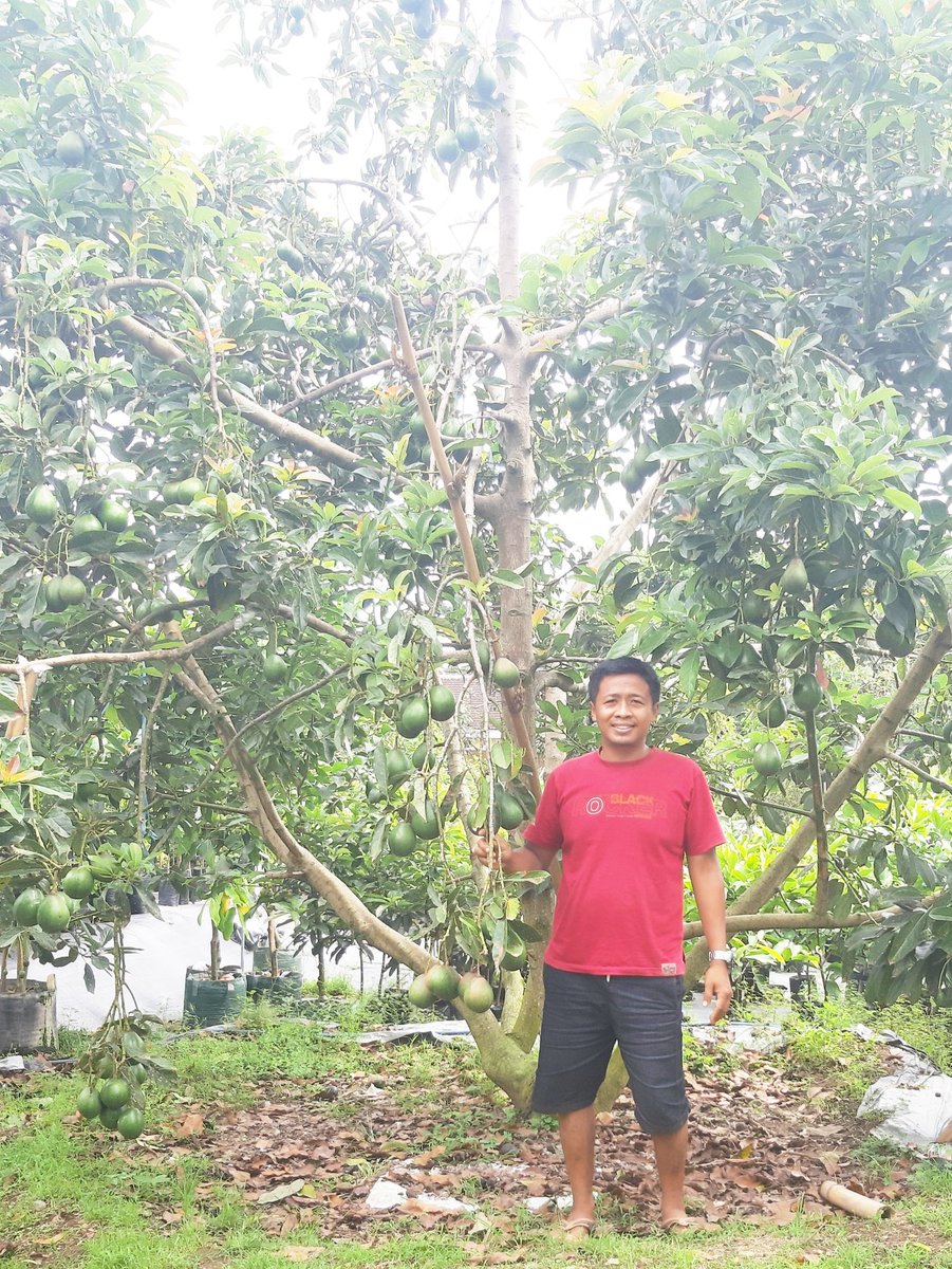 Mekar_Agrobibit's tweet photo. Siap dikebunkan, bibit alpokat

#MekarAgroNusantara
#TanamanProdoktif
#085646823101 https://t.co/syosVWdKMQ