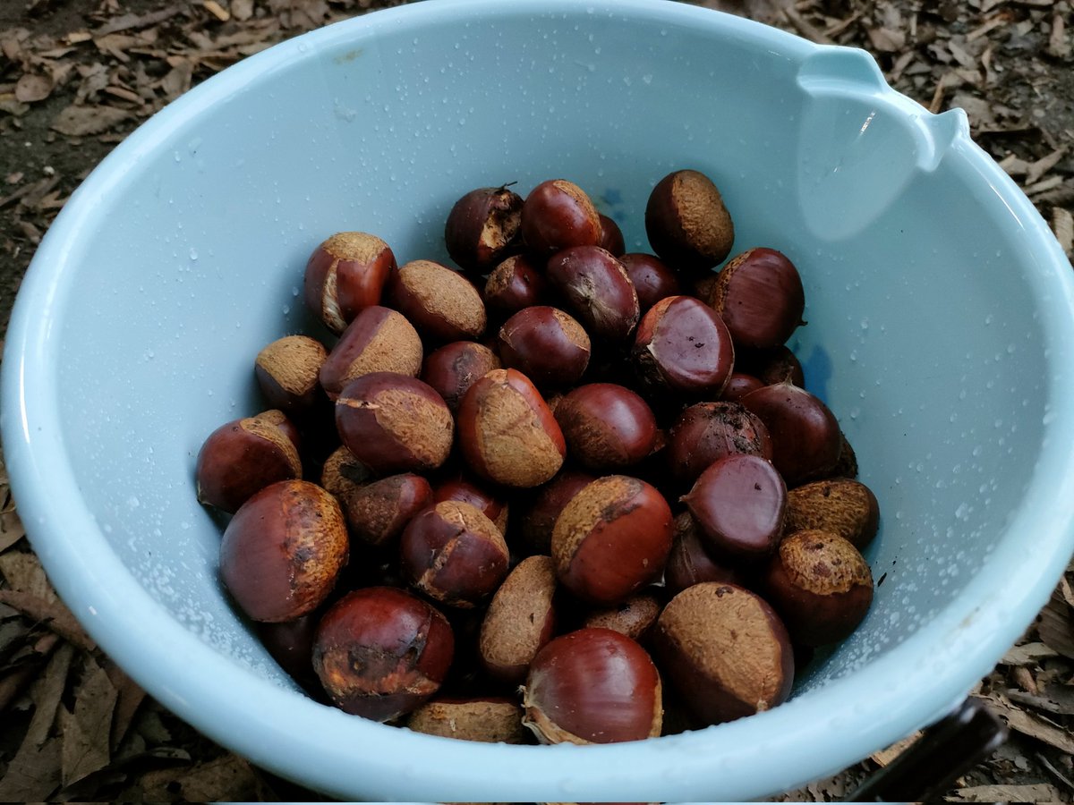 campfieldjungle's tweet photo. 敷地内に🌰栗が落ちている季節になりました。
ご利用のお客様はご自由に拾って下さい。👍 https://t.co/Z5m0HuY6ga