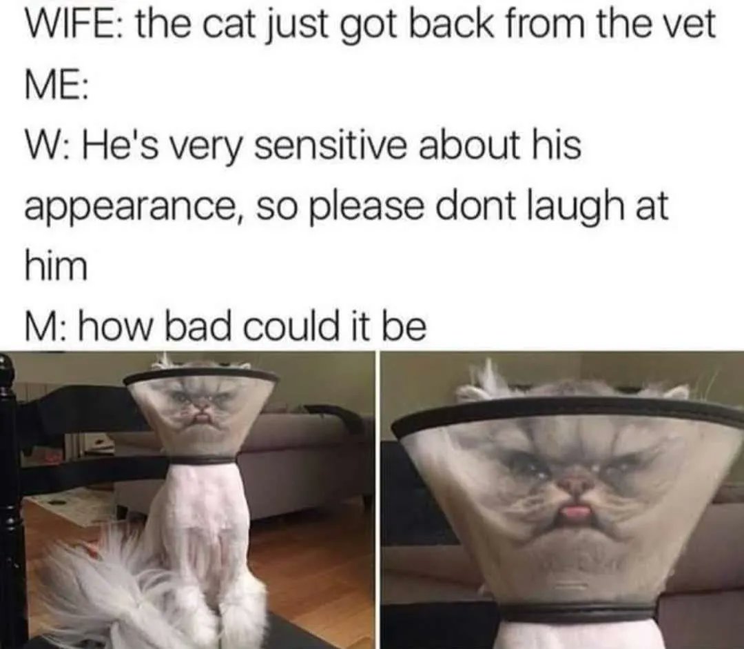 InappropGiggles's tweet photo. #catmemes #howbadcoulditbe https://t.co/thCor2hD59