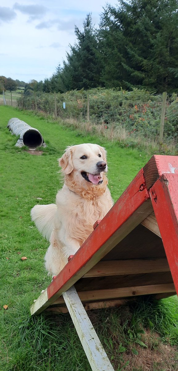 I hope there are treats at the top of this mountain ⛰️ #Goldenretrievers #DogsofTwittter