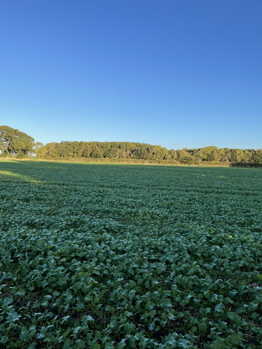 saveoldmaltonc1's tweet photo. Beautiful morning in Old Malton βοΈπ #osr #farming #autumn #landforfood https://t.co/NhmuNpbtGQ