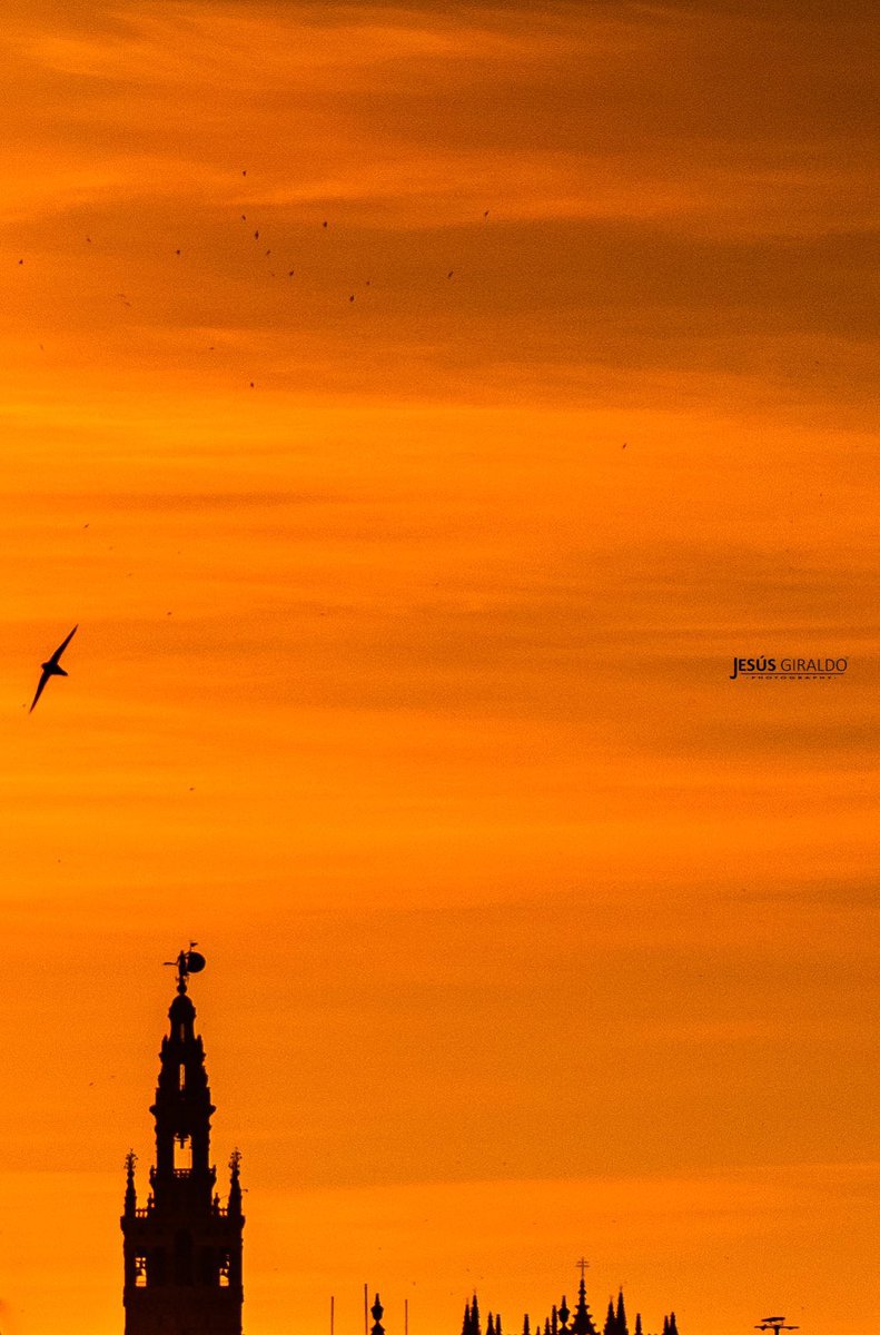 Elegantísimo amanecer el de Sevilla.