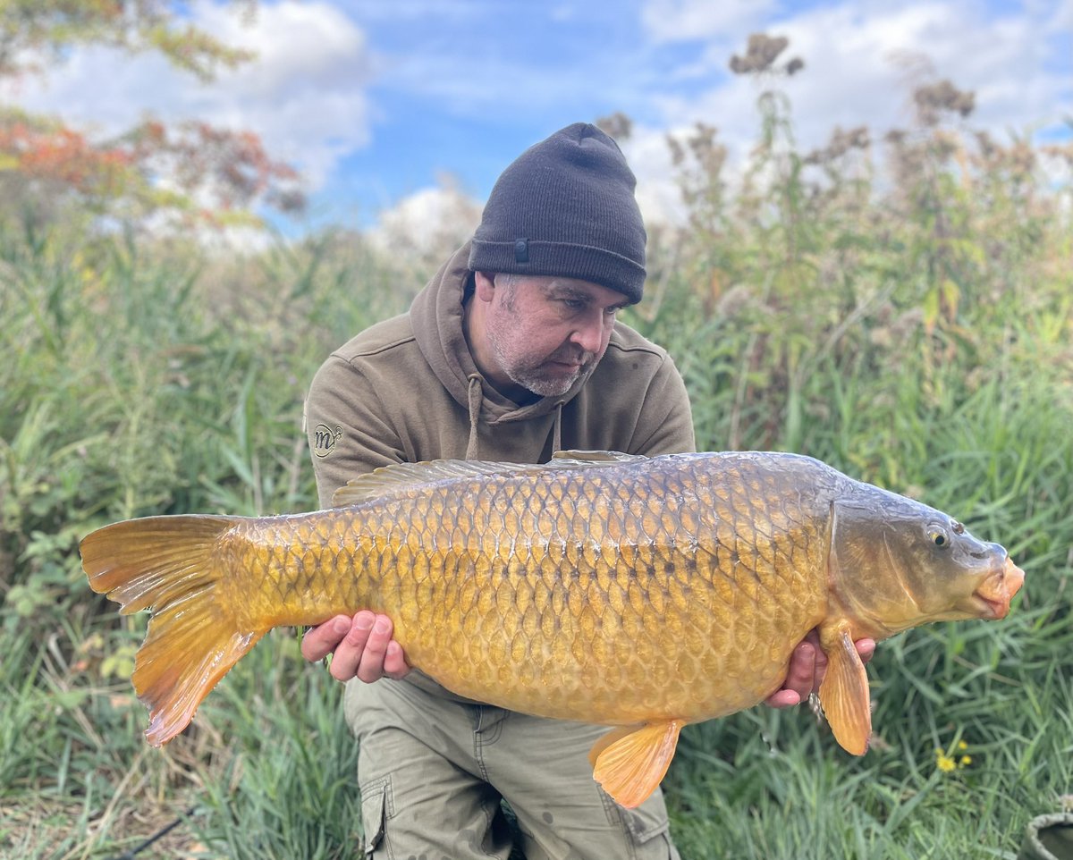 Nice size koi common