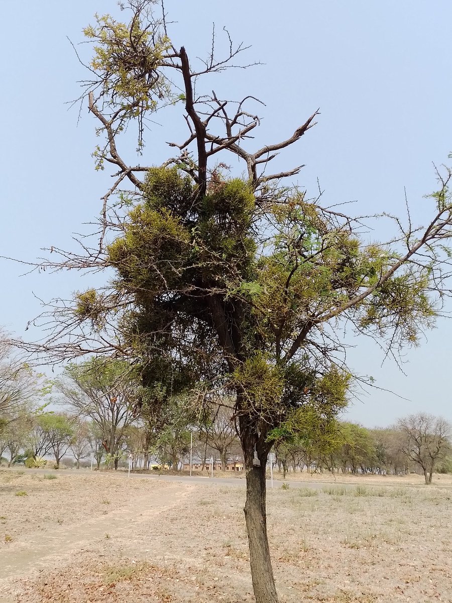 ProfHGTNdagurwa's tweet photo. Vachellia gerrardii trees of varying size parasitized by Viscum verrucosum in semi-arid #savanna #Zimbabwe, with bird nests. #Mistletoes exert great influence on resource (e.g. water) availability relative to their abundance, thus they act as #keystone species where they occur https://t.co/Pjgy8RictS