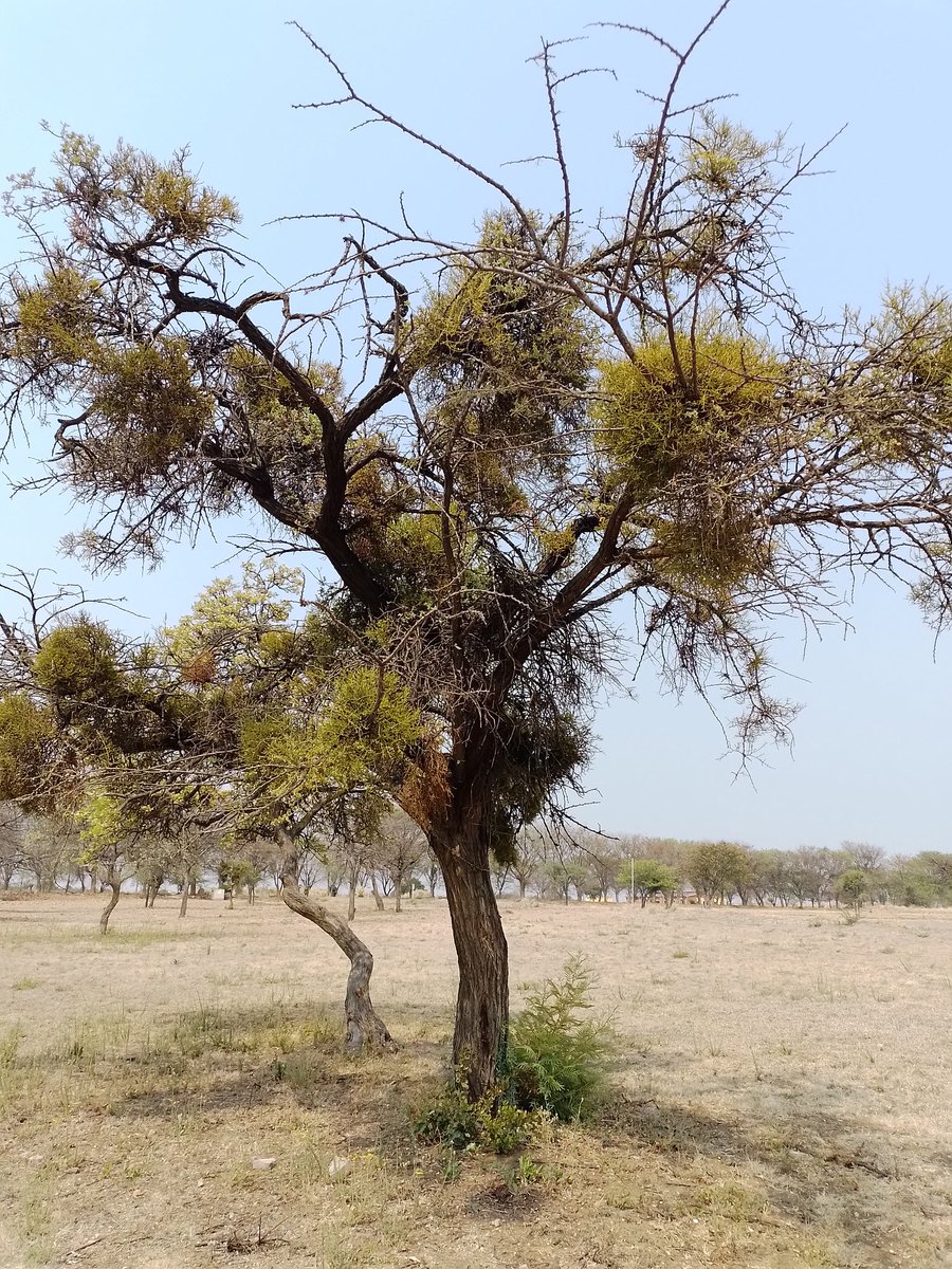ProfHGTNdagurwa's tweet photo. Vachellia gerrardii trees of varying size parasitized by Viscum verrucosum in semi-arid #savanna #Zimbabwe, with bird nests. #Mistletoes exert great influence on resource (e.g. water) availability relative to their abundance, thus they act as #keystone species where they occur https://t.co/Pjgy8RictS