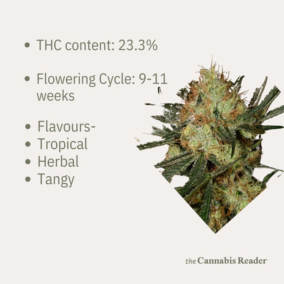 Cannabis_Reader's tweet photo. 💚Cannabis Strain of the Week - Golden goat💚

Golden Goat is notable for making users feel euphoric and creative. 
It’s also great for reducing fatigue and stress while lifting your mood.😍

For more insights like this follow @thecannabisreader 

#strain #cannabisstrain #facts https://t.co/64vLmIRHhd