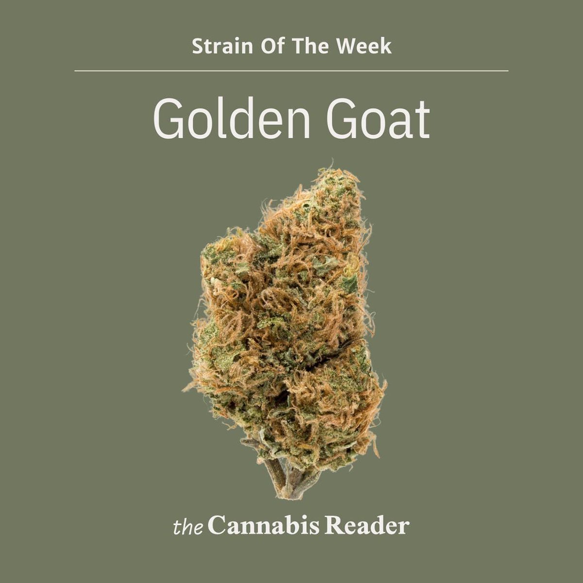 Cannabis_Reader's tweet photo. 💚Cannabis Strain of the Week - Golden goat💚

Golden Goat is notable for making users feel euphoric and creative. 
It’s also great for reducing fatigue and stress while lifting your mood.😍

For more insights like this follow @thecannabisreader 

#strain #cannabisstrain #facts https://t.co/64vLmIRHhd