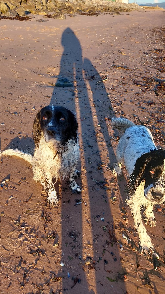PetsSit's tweet photo. Sunday morning beach walks in #Cromarty 🏴󠁧󠁢󠁳󠁣󠁴󠁿🥰🐕🐕! Another great place to visit found through @Housesitting #team trusted #housesitting https://t.co/GMAo4yGvfP