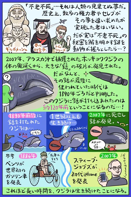 不老不死になりたいですか? あっという間に過ぎていく人生の儚さが辛いときは、老いや死の常識をぶち破るような動物の生き様をチェックしてみましょう。そんなわけで今回は「不老不死」の鍵を握る(かもしれない)動物たちの図解です。 