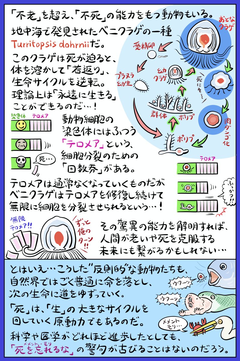 不老不死になりたいですか? あっという間に過ぎていく人生の儚さが辛いときは、老いや死の常識をぶち破るような動物の生き様をチェックしてみましょう。そんなわけで今回は「不老不死」の鍵を握る(かもしれない)動物たちの図解です。 