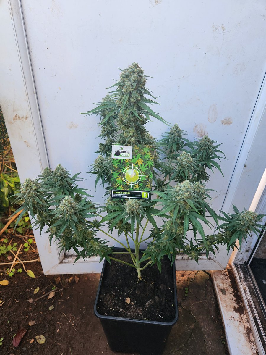 Chimera42o's tweet photo. @BombSeeds this strain has been so much fun to go grow, central Kola now bending from its own weight.  #runtzbomb #bonbseeds #cannabisculture #CannabisCommunity #Mmemberville https://t.co/a9dnyQswgr