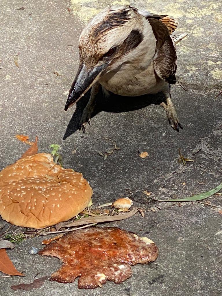 At primary school, we sang a rondo about “kookaburra sit in an old gum tree, merrily the king of the bush is he”. What they didn’t mention is they are unbelievably large and predatory! After first mouthful of a burger at West Point (Sydney) he attacked! Not challenging that beak!