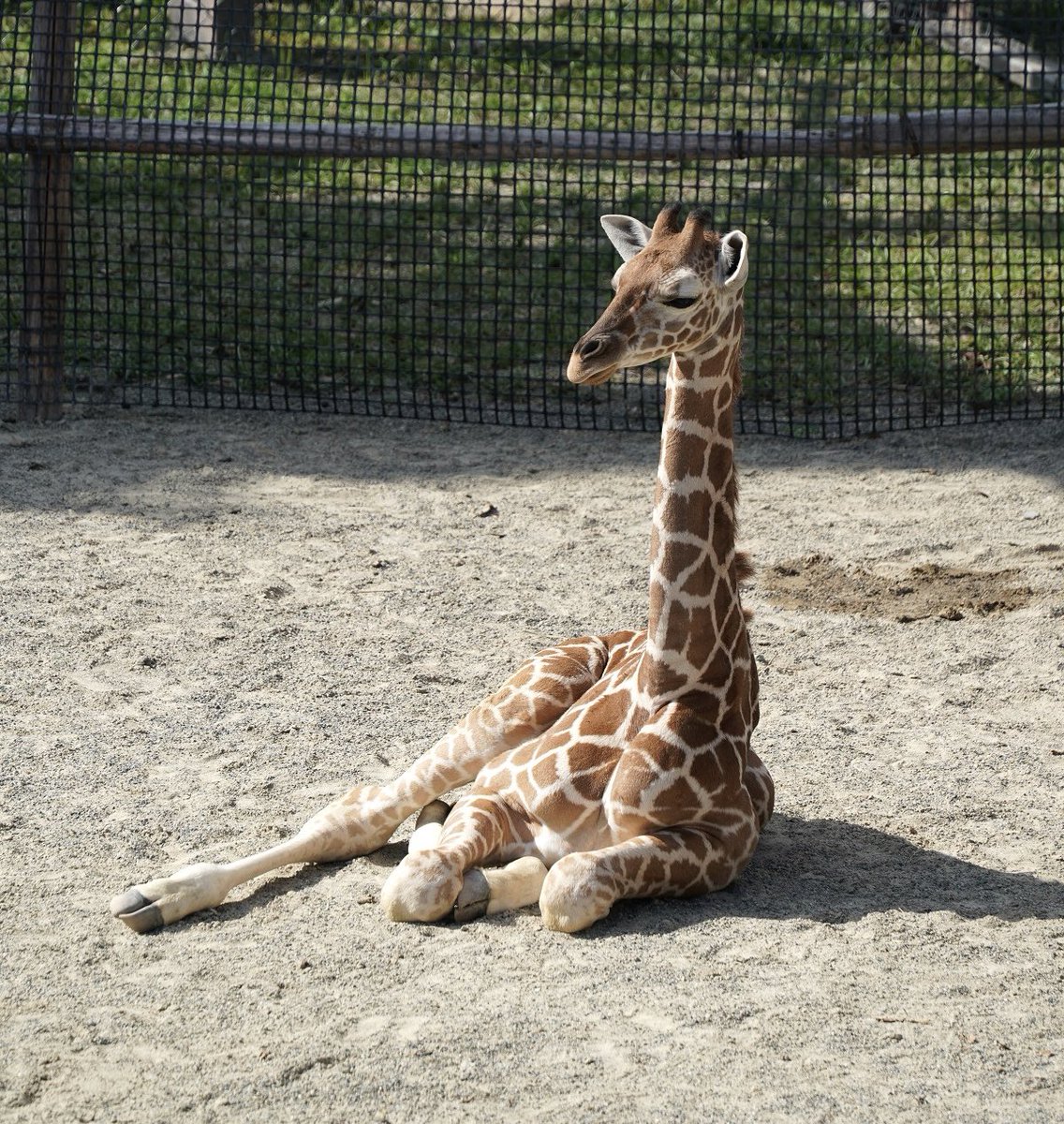優雅にお寛ぎ中な
ミライさんとメイちゃんの
おチビちゃん🦒
2022/10/15📷
#京都市動物園
#アミメキリン
#kyotocityzoo
#ReticulatedGiraffe 
#SomaliGiraffe 
#Mirai  #May  #baby