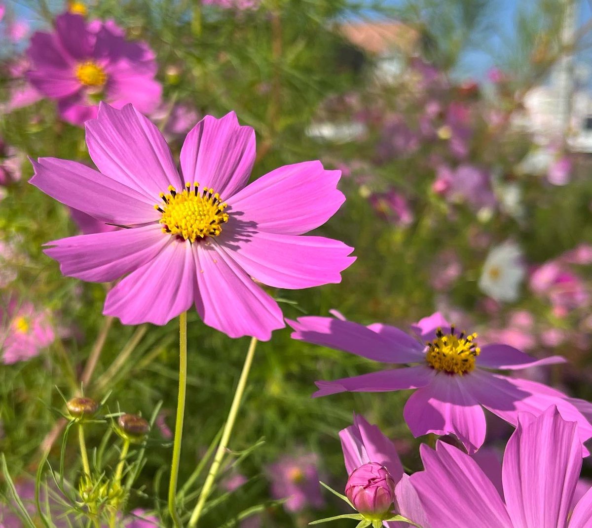 明日から天気は下り坂 気温も下がって寒くなりそう #イマソラ #アサハナ #秋桜