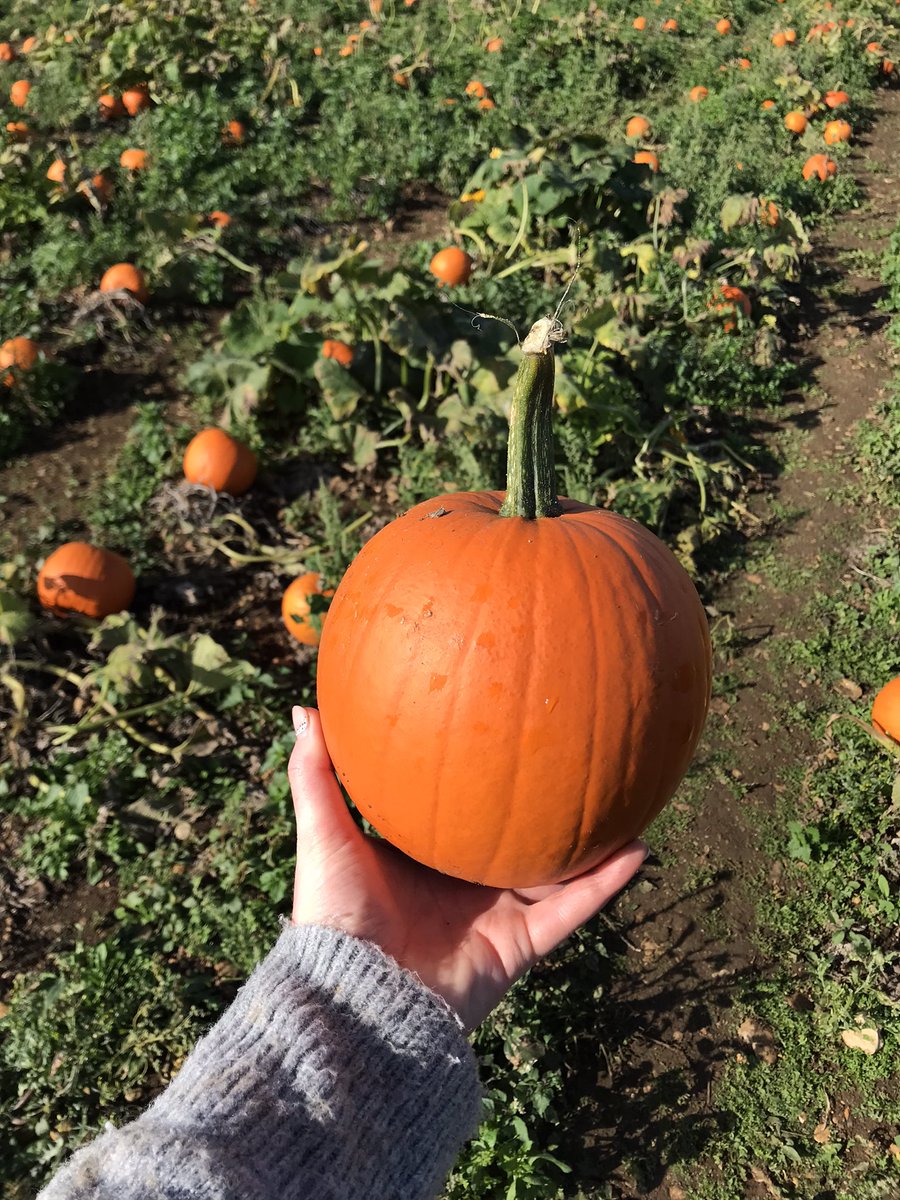 abi_writing's tweet photo. Finally feeling autumnal 🍁

#autumn #pumpkinpicking https://t.co/2WwlKz4kLB