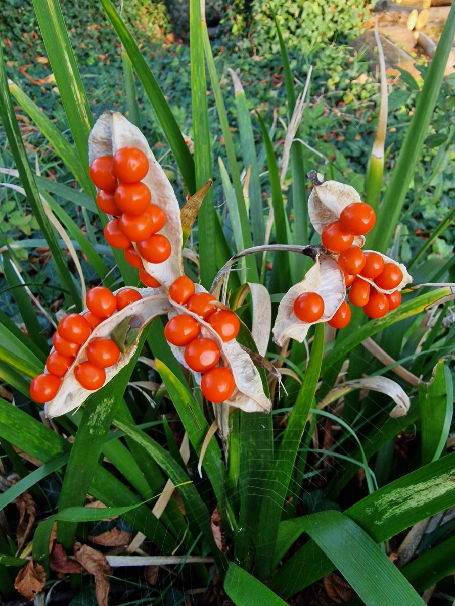 The beauty of Nature. Iris foetidissima seed, freshly opened. A wonderful UK native (also Europe, N Africa) plant for dry shade, hedgerows, under trees etc. #plantingdesigner #iris #Irisfoetidissima #berries #orangeseed #evergreen #shadeplanting #nativeplants #naturalplanting