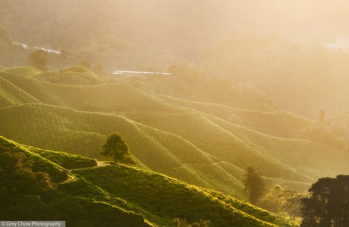 Grey Chow tweet media