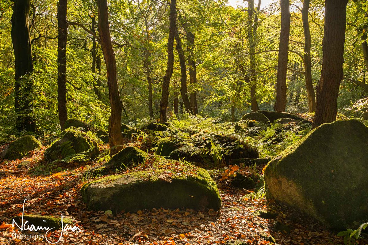 Naomi Jones Photography (@naomirj) on Twitter photo a fab day yesterday around #padleygorge and #longshawestate with a fantastic group of clients and fellow workshop leaders <a href="/GuyBPhotography/">Guy Badham</a> <a href="/psprosonphoto/">Phil Sproson Photography</a> 😊 A great way to end this year's programme <a href="/letsgopeaks/">letsgopeakdistrict</a> #peakdistrict #photography #fungi #woodlands a fab day yesterday around #padleygorge and #longshawestate with a fantastic group of clients and fellow workshop leaders <a href="/GuyBPhotography/">Guy Badham</a> <a href="/psprosonphoto/">Phil Sproson Photography</a> 😊 A great way to end this year's programme <a href="/letsgopeaks/">letsgopeakdistrict</a> #peakdistrict #photography #fungi #woodlands
