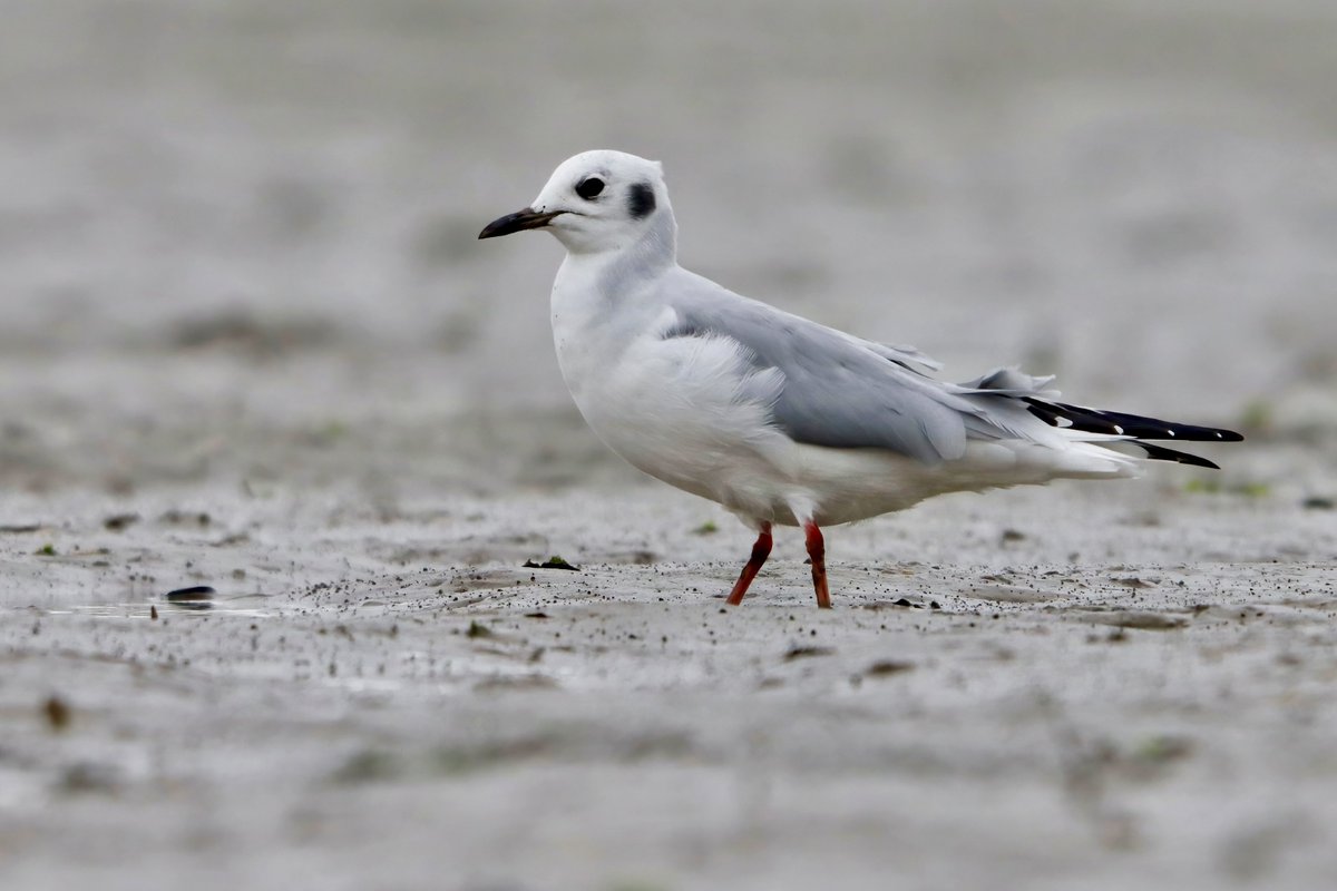 🚨 Lifer Alert! 🚨 This one slipped the net. The frequently returning and long staying Bonaparte’s Gull in Kent a month ago. Very relaxed and happily feeding in the mud. @Birdwisenk @BirdWiseEK