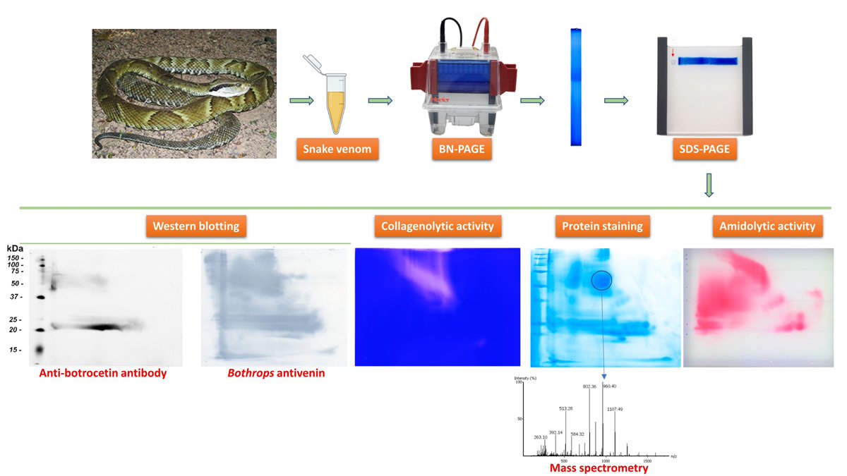 Toxins_MDPI's tweet photo. New article "Two-Dimensional Blue Native/SDS #Polyacrylamide Gel #Electrophoresis for Analysis of Brazilian #Bothrops Snake Venoms" is now open for reading! https://t.co/67rvzpxHf5
Corresponding author: Prof. Marcelo Larami Santoro from @butantanoficial @uspsaocarlos Congrats! 🎉 https://t.co/YFgZfXQ0a2