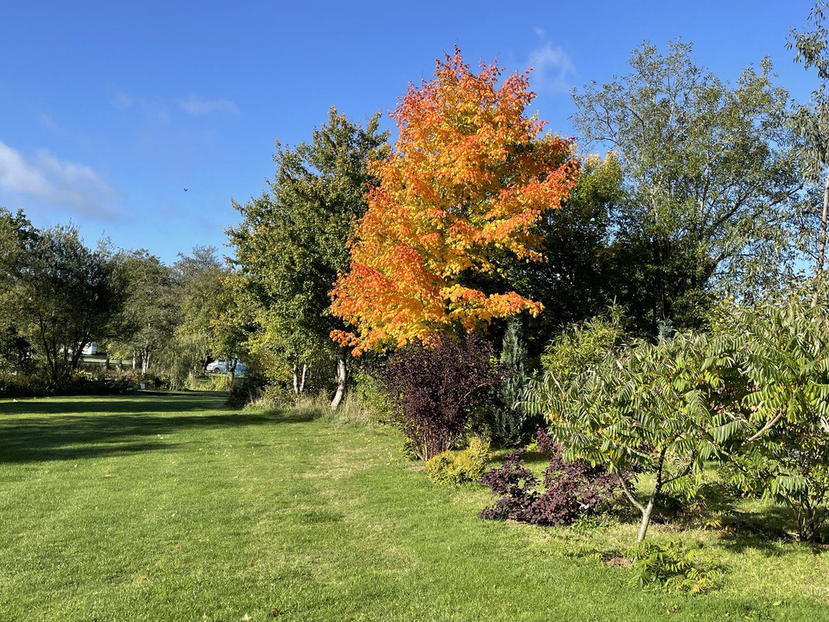 It’s a slow Sunday sort of morning, bacon sizzling, coffee steaming autumn colours and sunshine!