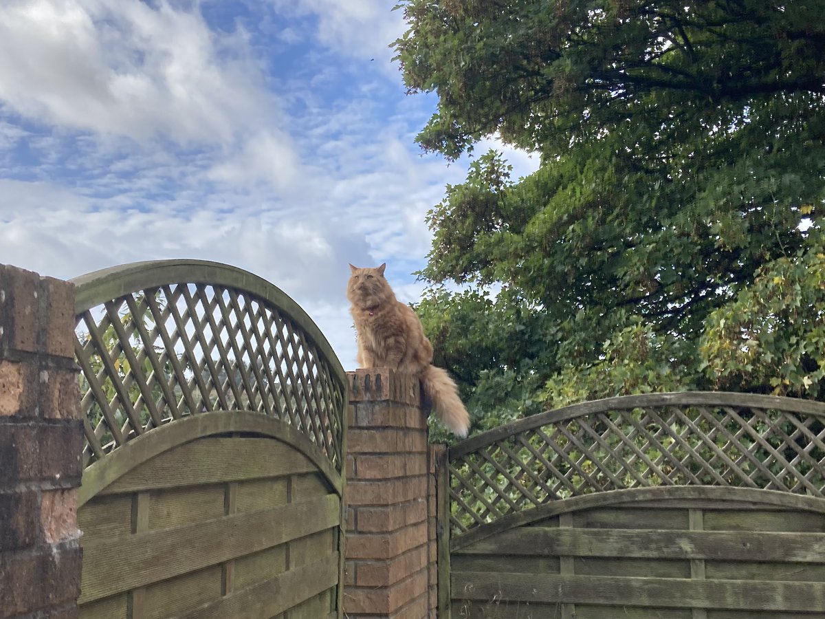 WolfyFoxy3's tweet photo. We moved house! And now a new stomping ground to defend… MIAOW #CatsofTwittter https://t.co/MnRT9EhvsK