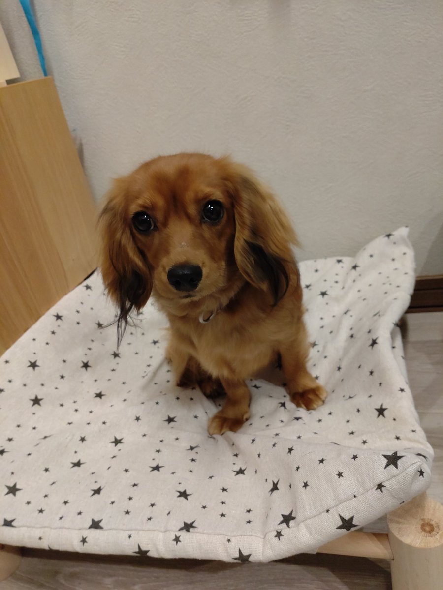 bgoro1111111's tweet photo. ダイソーのワンコベッド気に入ってくれたみたい

#キャバックス
#キャバリア
#ミニチュアダックス
#ミックス犬 https://t.co/uzmMJYW3Rd