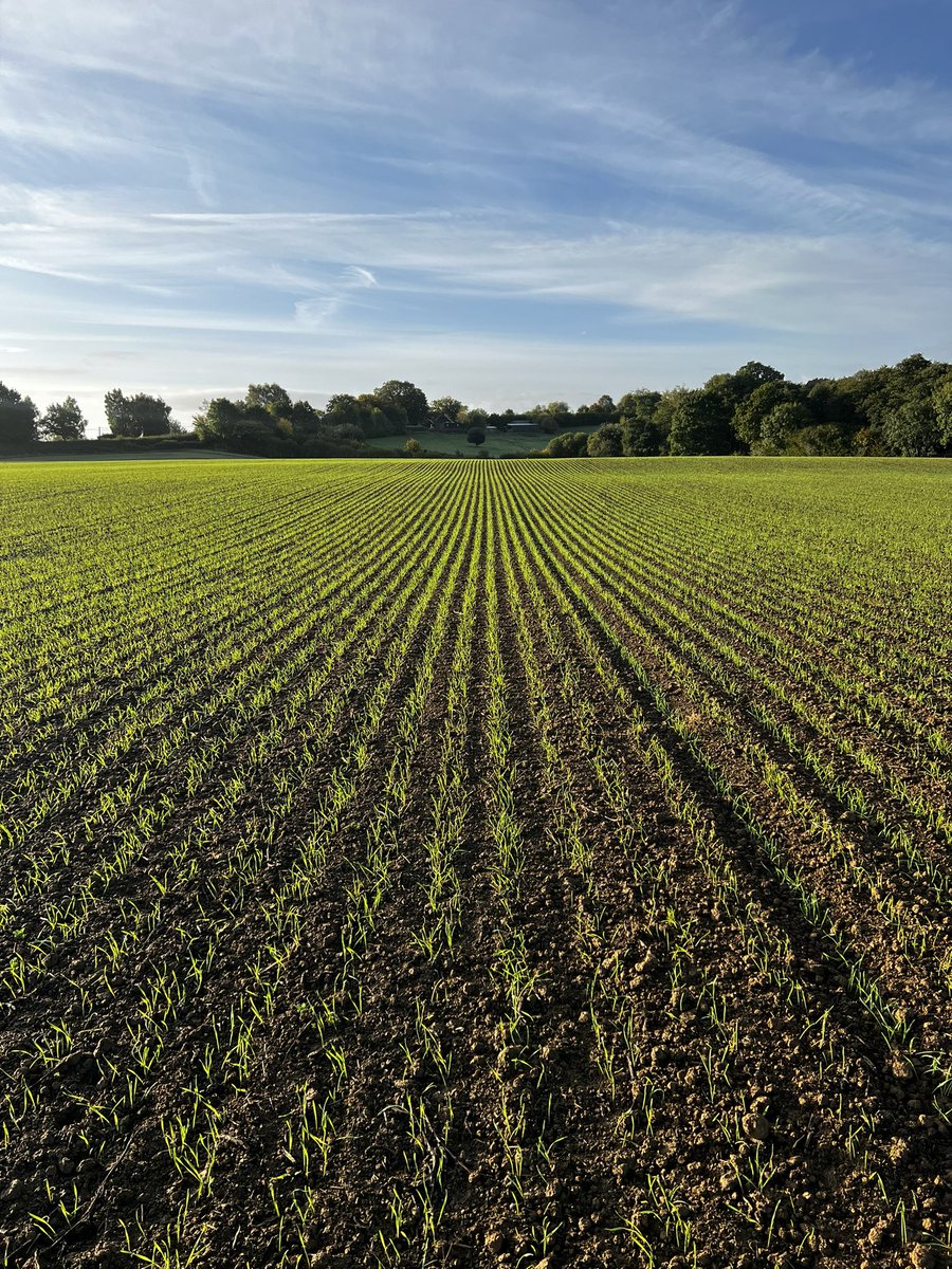 RobertHales16's tweet photo. Extase in the morning sun. Looking👌🏻@BourgaultVos @HORSCHUK @BTTUK_Tillage @TG_CMP https://t.co/c5H0Vpxv0U