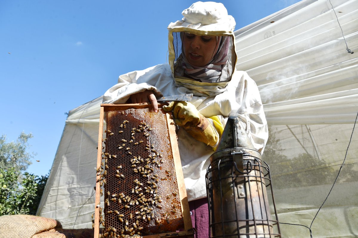 UNDPPalestinian's tweet photo. On #WorldFoodDay, meet Samar, owner of apiaries in #Gaza🐝produces #healthy Zero-calorie honey using Stevia🍯She said “My project was damaged in 2021 hostilities, UNDP and Swiss Agency 🇨🇭 helped me to revive my business and #EndPoverty." 
#ZeroHunger 
#LeaveNoOneBehind https://t.co/v4IJmSjWl8