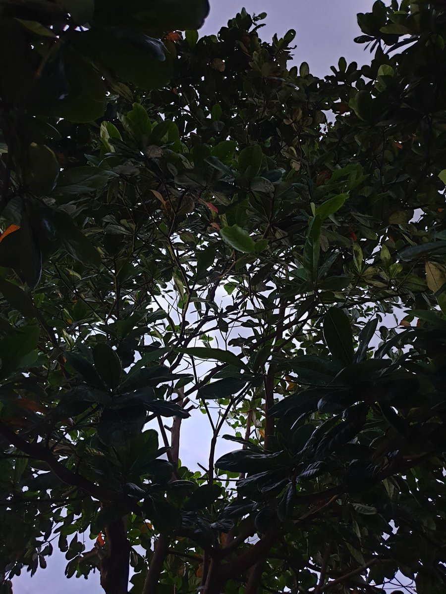 bhangzee's tweet photo. look up, there's peace 🍃🍂

#NaturePhotography #NatureBeauty #naturelover #Nightsky #trees #treelover #skyphotography #skylover 
#phonephotoraphy 
#letleeiiphotographyinspireyou https://t.co/MX70ypG9K6