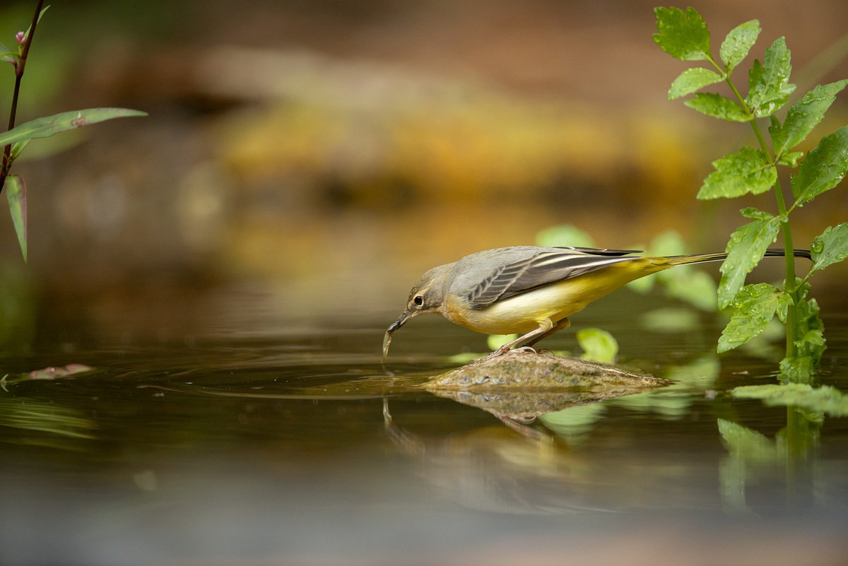 Esgarmont's tweet photo. Una mañana entretenido en el hide y una especie que no había visto no es mala manera de comenzar. An entertaining morning in the hide and a species that I had not seen is not a bad way to start. #Lavandera #boyera #bird #birding https://t.co/PhL2a5RDrW