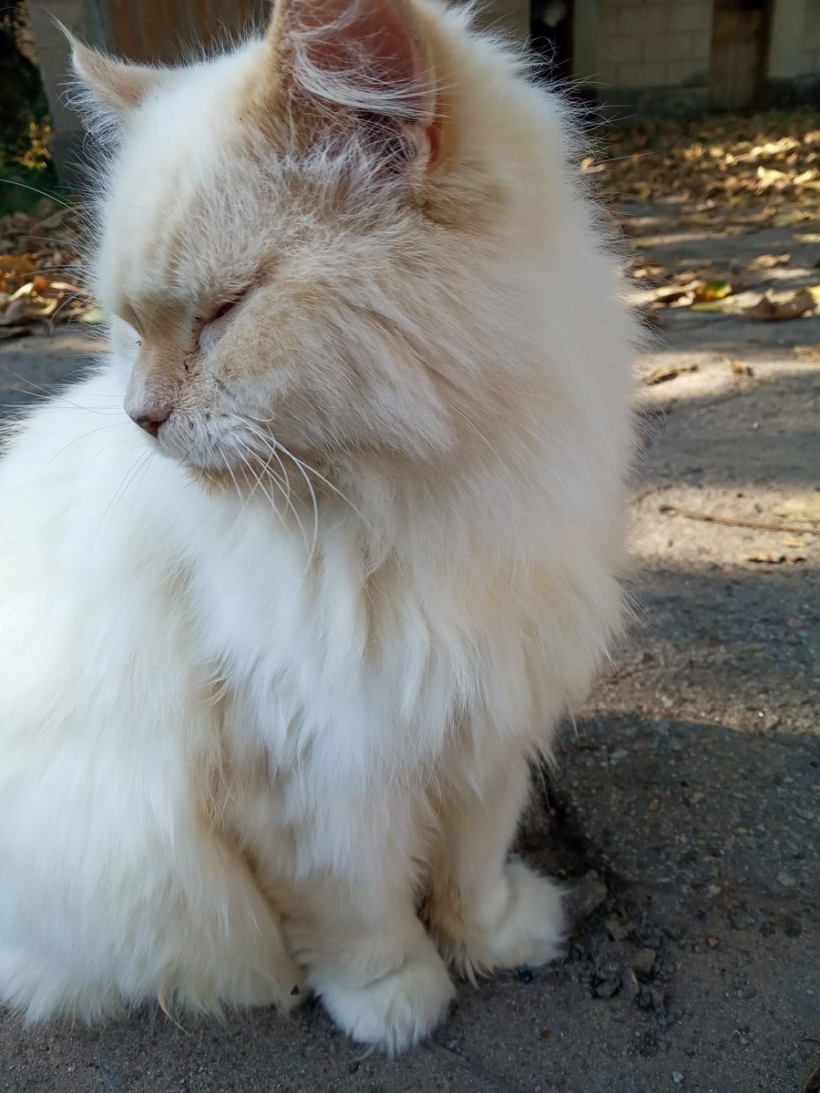 Ravengol_dev's tweet photo. Today tried to record my cat, for a game, but he not in the mood :(

#gamedev #gamedeveloper #IndieGameDev #indiegamedeveloper #Indiegame #укргеймдев #recording https://t.co/vfn83SQvDt