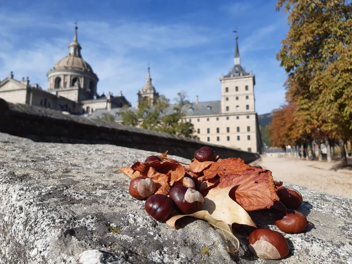 TurismoSLorenzo's tweet photo. Los reyes de España venían a pasar sus otoños a #SanLorenzoDeElEscorial. Venid a pasarlo vosotros también y os sentiréis como reyes.
#SanLorenzoDeElEscorial. 😍
#DescubreSanLorenzo
#SanLorenzoMásQueUnDestino
#DestinoTurísticoFamiliar👨👩👧👦
#TurismoSostenible
#TrenDeFelipeII🚂🚂🚂 https://t.co/Q704jxwBKY