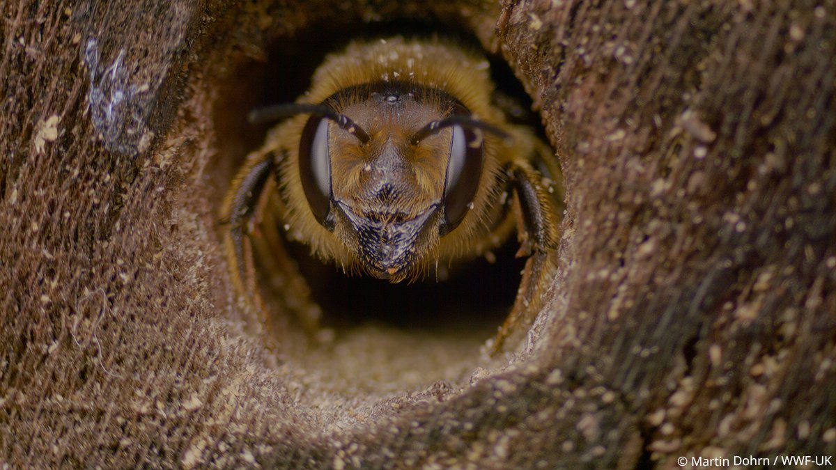 This #WorldFoodDay, we're celebrating some small but powerful pollinators 🐝

#DYK that bee pollination contributes to a third of the food we eat?

These impressive insects are essential for the pollination of many herbs, fruit &amp; vegetables that make up a huge part of our diets!