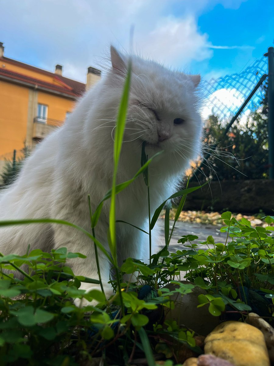 Good morning guys 🫶🏽
🍂🌹🐈🪴🪵