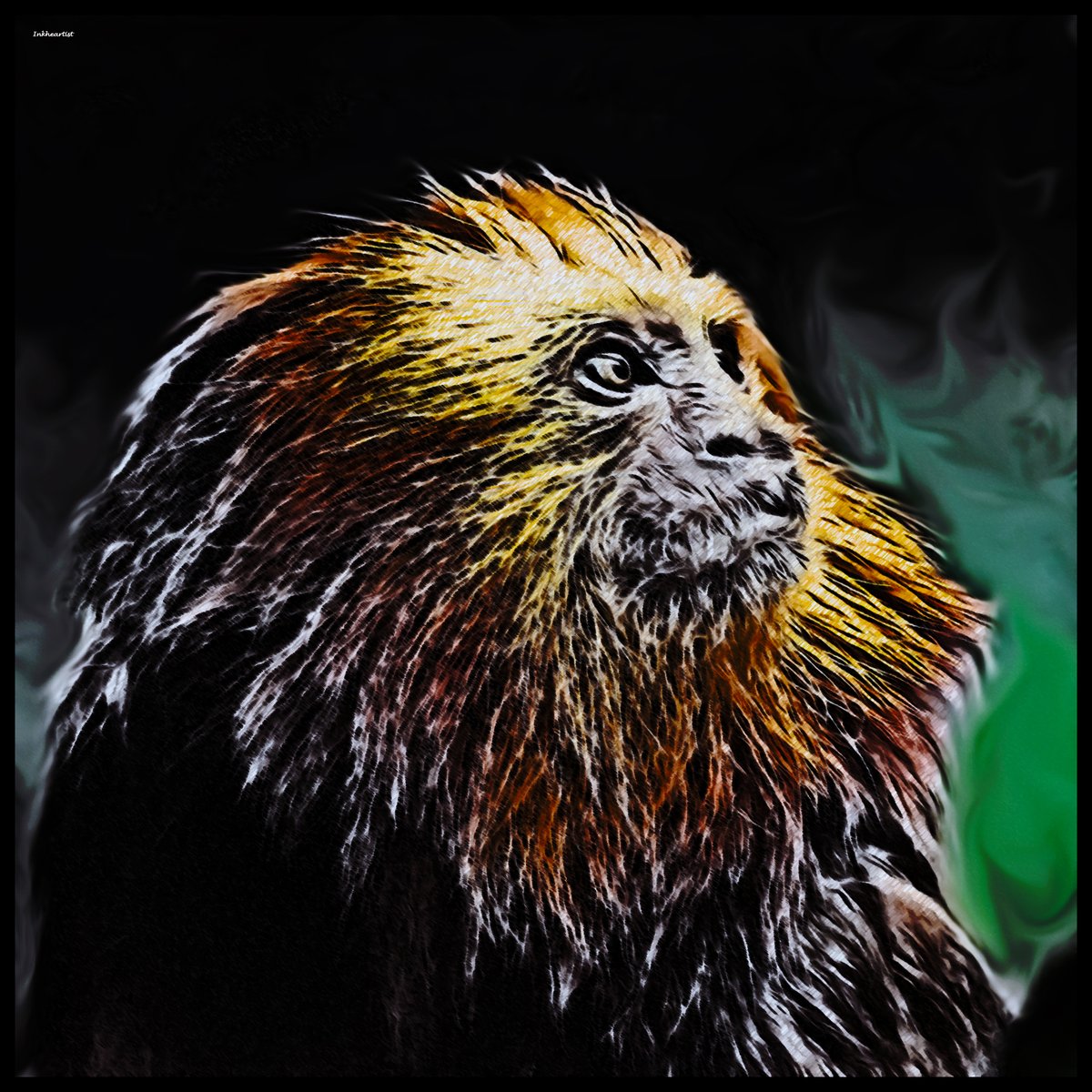 inkheartist's tweet photo. Golden Headed Lion Tamarin
Base @PunkBiologist 

#nature #protect #planet #wise #animal #art #colours #forest #swirl #brazil https://t.co/oOULsqmrEx