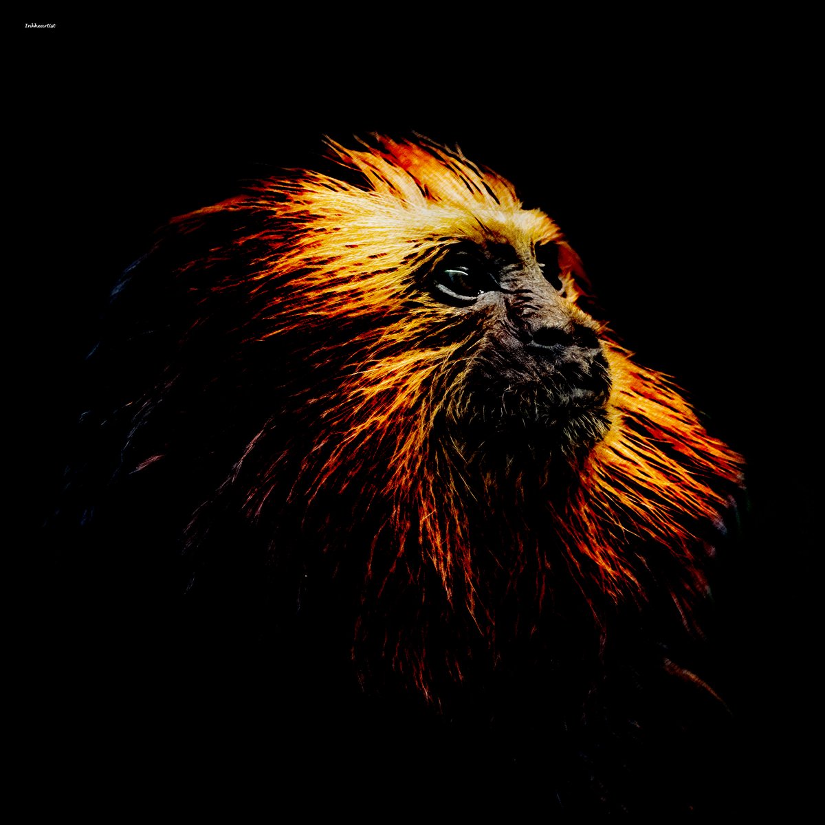 inkheartist's tweet photo. Golden Headed Lion Tamarin
Base @PunkBiologist 

#nature #protect #planet #wise #animal #art #colours #forest #swirl #brazil https://t.co/oOULsqmrEx