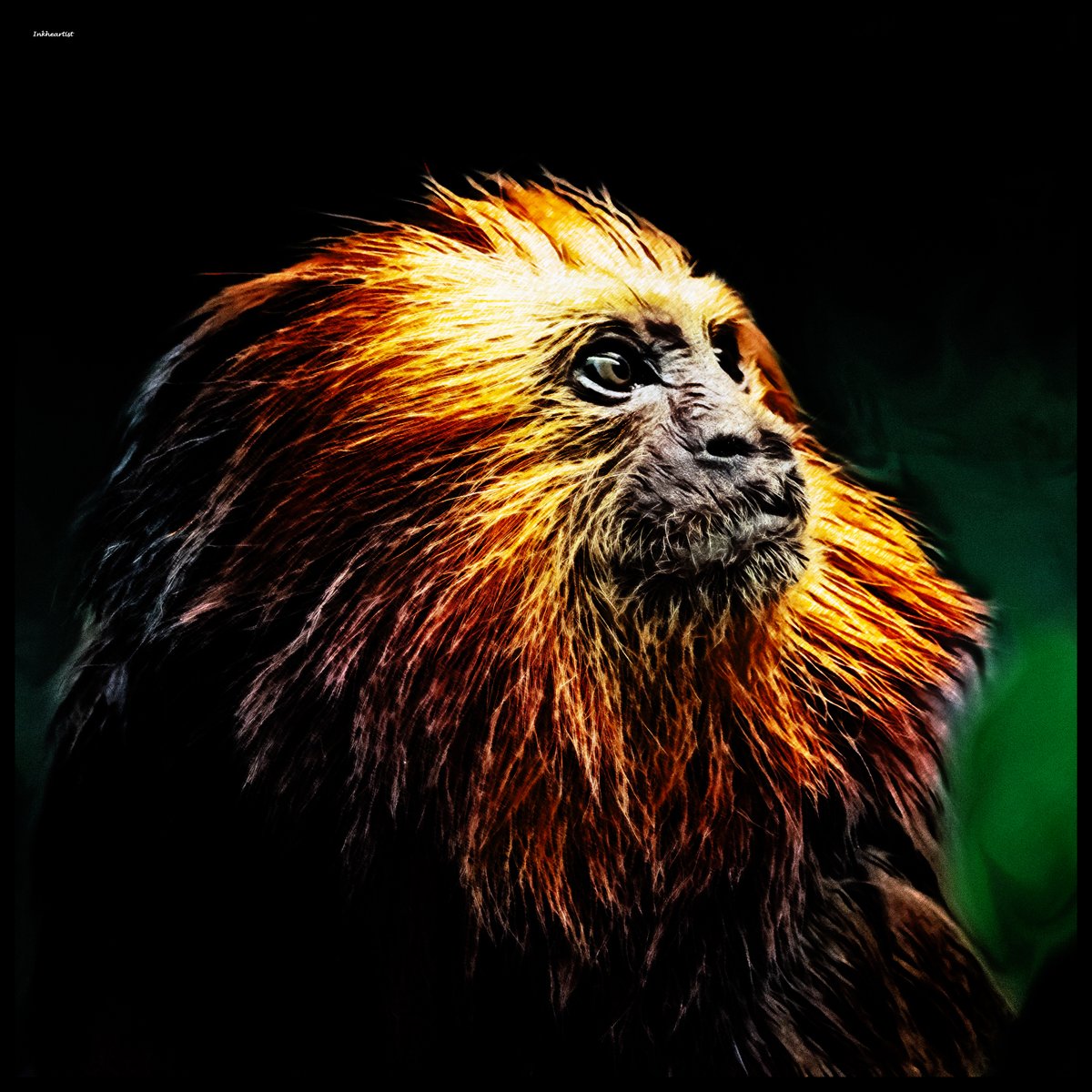 inkheartist's tweet photo. Golden Headed Lion Tamarin
Base @PunkBiologist 

#nature #protect #planet #wise #animal #art #colours #forest #swirl #brazil https://t.co/oOULsqmrEx