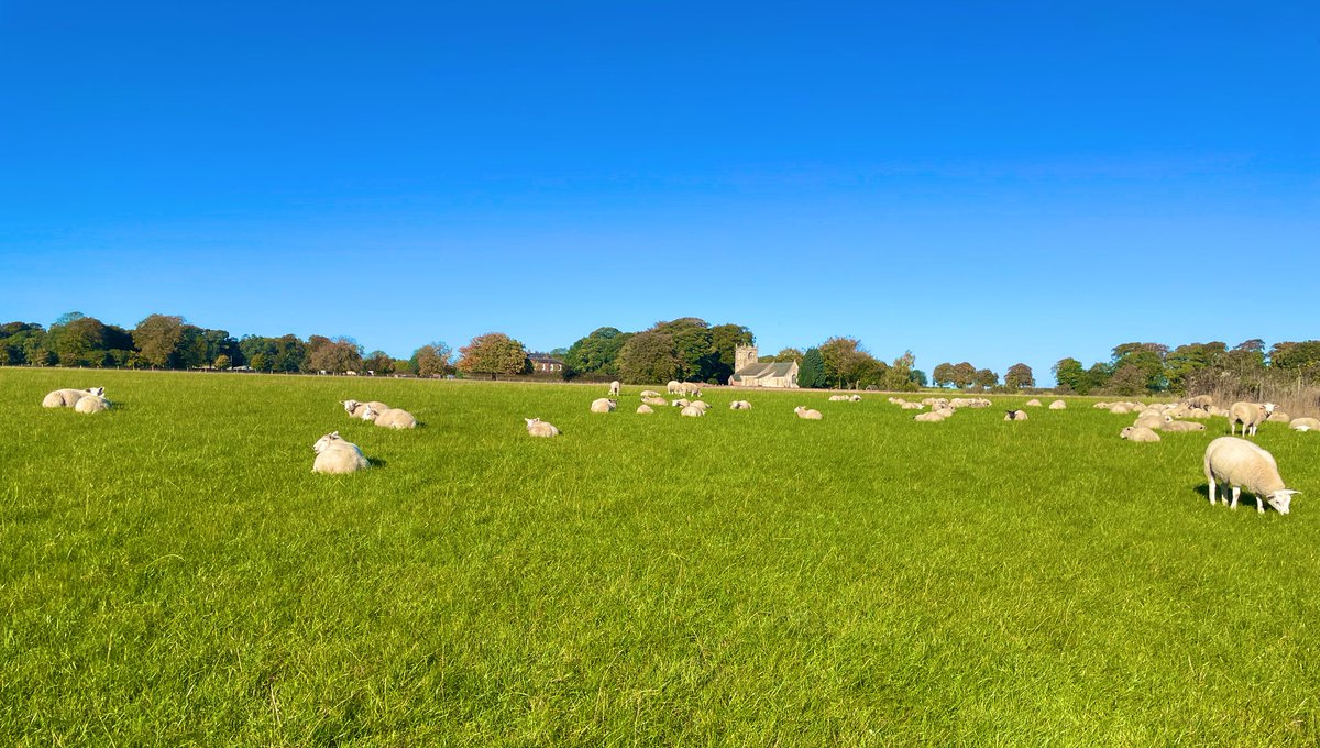 alison_woodall's tweet photo. Happy Sunday ☀️☀️

Fresh grass for the weaned lambs 
#grassfed #sustainable #BritishLamb #RowleyLamb https://t.co/1l0AOmNrRW