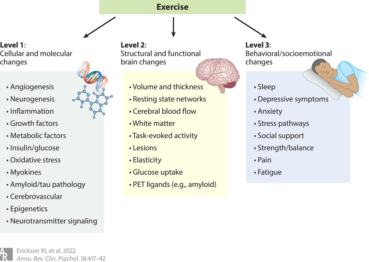 A conceptual diagram illustrating three levels of mechanisms by which exercise possibly influences cognitive outcomes… annualreviews.org/doi/10.1146/an…