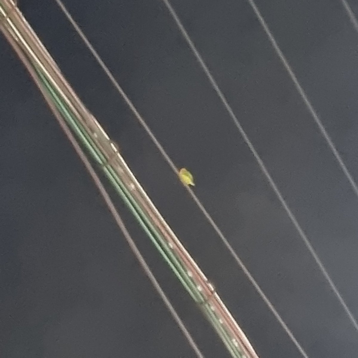 부산지역에서 잃어버리신 분 계신가요 주인분 찾습니다 애기가 너무 위에 있어서 유인 방법을 몰라서 내릴수가 없어요