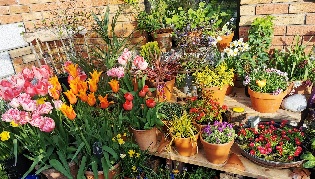 Hugh_Cassidy's tweet photo. Morning everyone, have a guess what's on my mind for past few weeks - time to get planting! π·π·π·πΏ #SpringBulbs #bulbageddon #Gardening #Flowers https://t.co/VqZCetGjNg