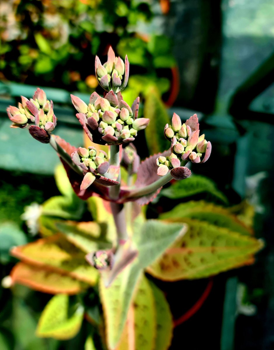 gantonit's tweet photo. Desde "El Techo Verde" de La Sultanera, una Kalanchoe gastonis-bonnieri en pleno proceso de floración. Es una  planta suculenta, originaria de Madagascar, que se da Muy Bien. Eso sí, buen drenaje, aireada y con mucho sol. Es prolífica. Deja hijos regados por doquier. https://t.co/ULBPvZDllP