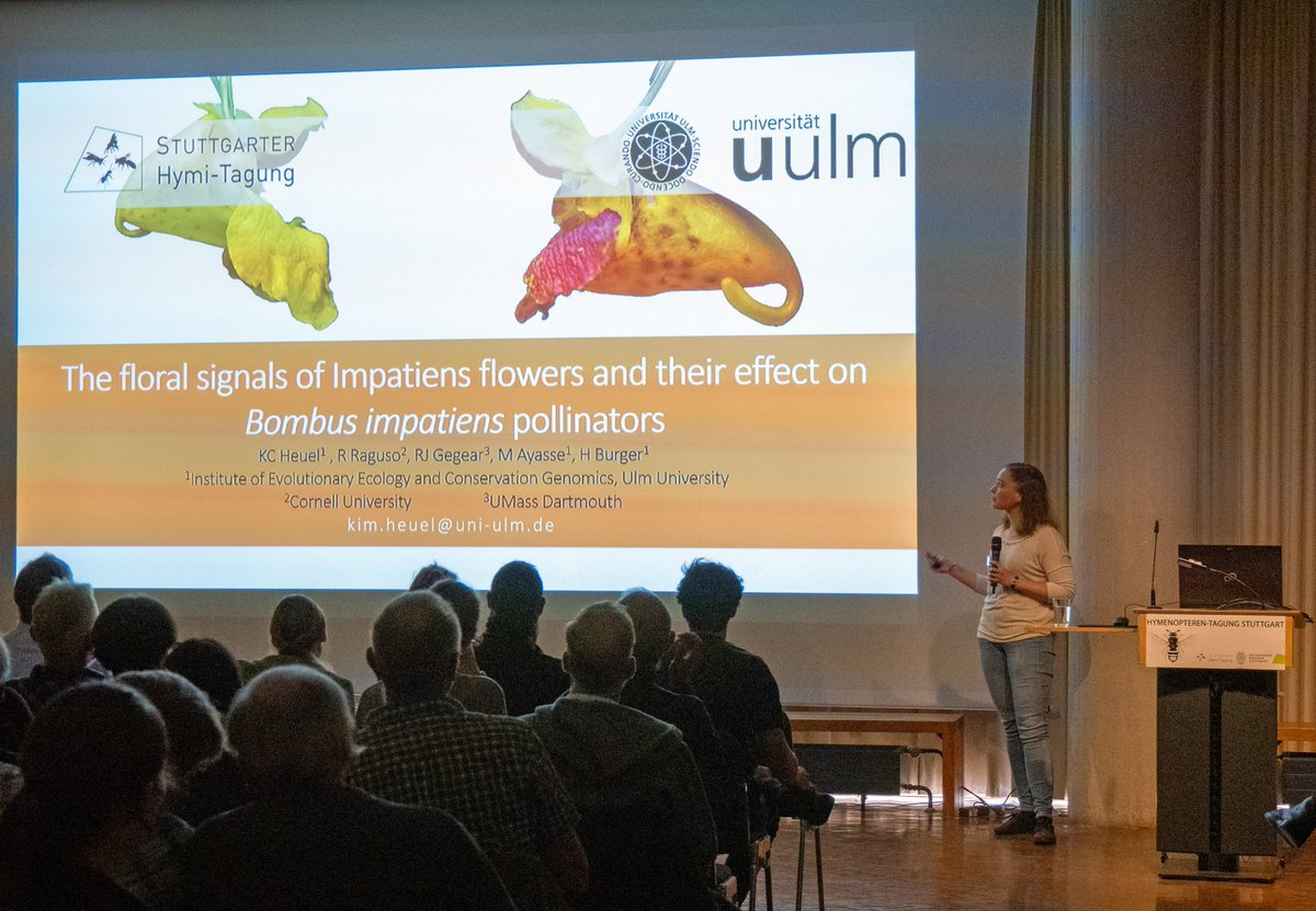 SMNStuttgart's tweet photo. Everyone loves bumble bees, right? 🐝
Wonderful talk at #Hymi22 by Kim Heuel on the floral signals of Impatiens flowers and their effect on Common Eastern Bumble Bee (Bombus impatiens) pollinators 🌼 https://t.co/0Pfn2ykkUx