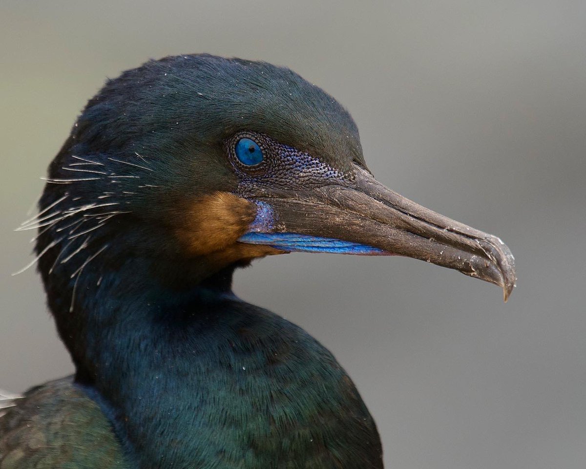 incidental naturalist tweet media